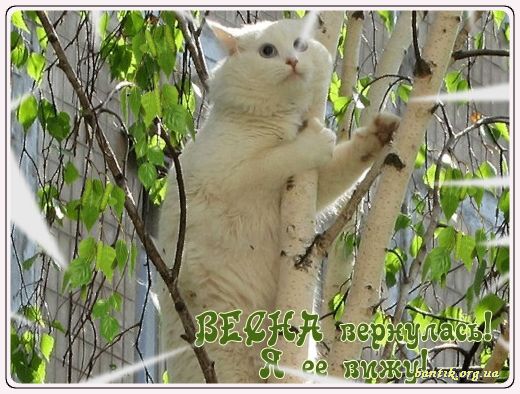 Gif greeting cards: Greetinfor speech