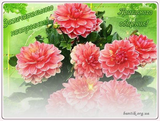 Gif greeting cards: Greetinday
