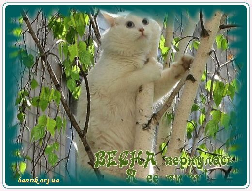 Gif greeting cards: Greetinfor speech