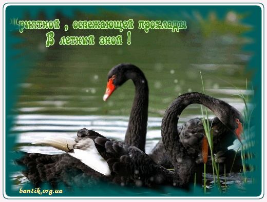 Gif greeting cards: Greetings besides hello